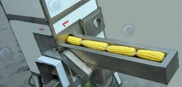 Proceso de trabajo de la desgranadora de maíz dulce fresco.