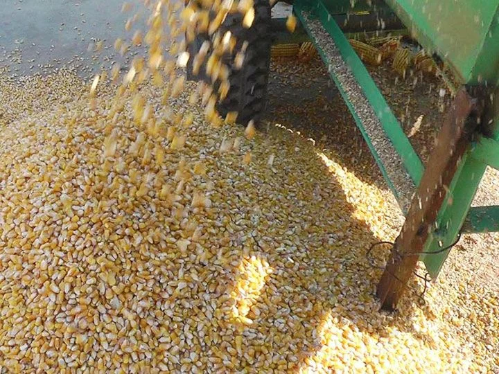 granos de maíz hechos por trilladora de maíz