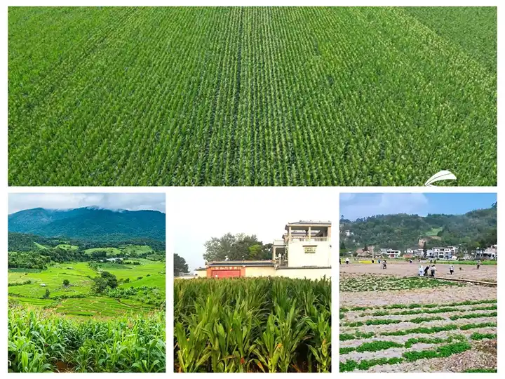2 Row Corn Picker | 2 Row Corn Harvester 3 2列コーンピッカーの適用