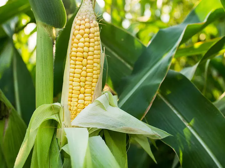 Corn Field