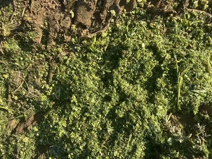 Кукурузный силос