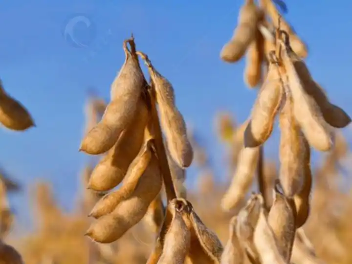 Immature Soybeans
