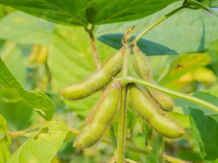 How Does A Multifunctional Maize Thresher Process Soybeans? 1 U.s. Soybeans