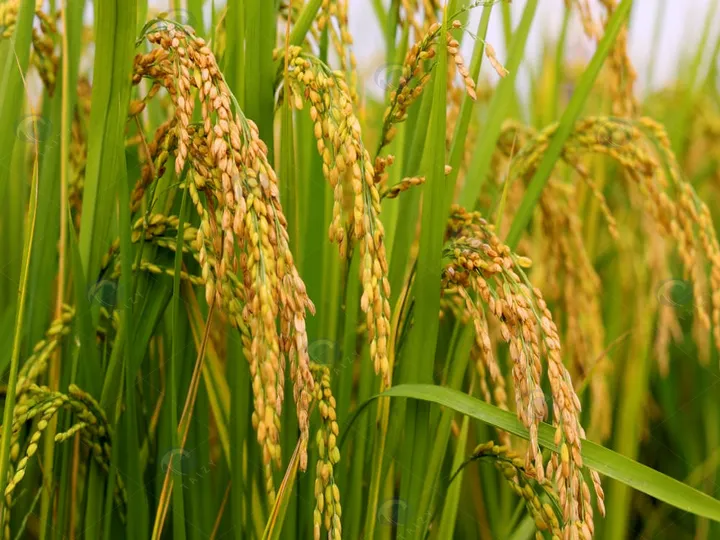 5 Tons/H Multifunctional Corn Thresher 5 Rice