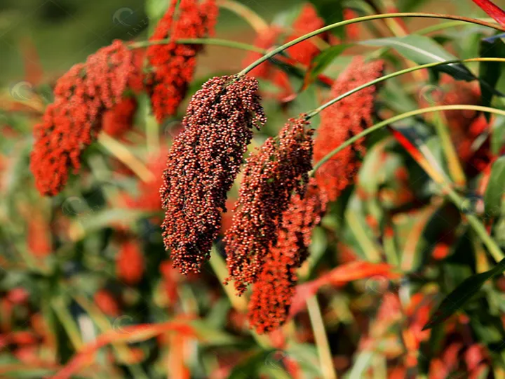 5 Tons/H Multifunctional Corn Thresher 4 Sorghum