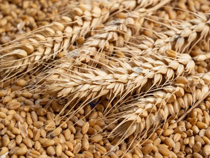 5 Tons/H Multifunctional Corn Thresher 2 Wheat