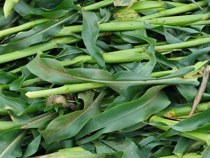 4 Ton/H -20Ton/H Large Corn Stalk Shredder | Efficient Chaff Cutter For Silage Makin 2 Corn Stalks