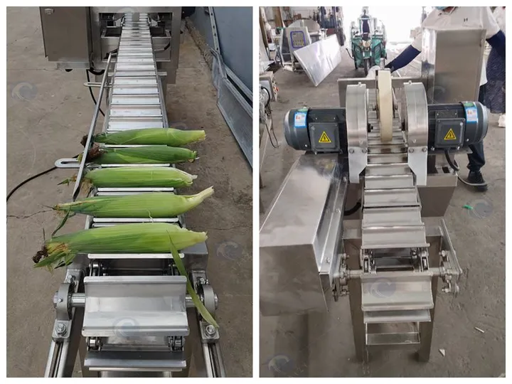 Corn Feeding Into The Top And Tail Cutting Machine