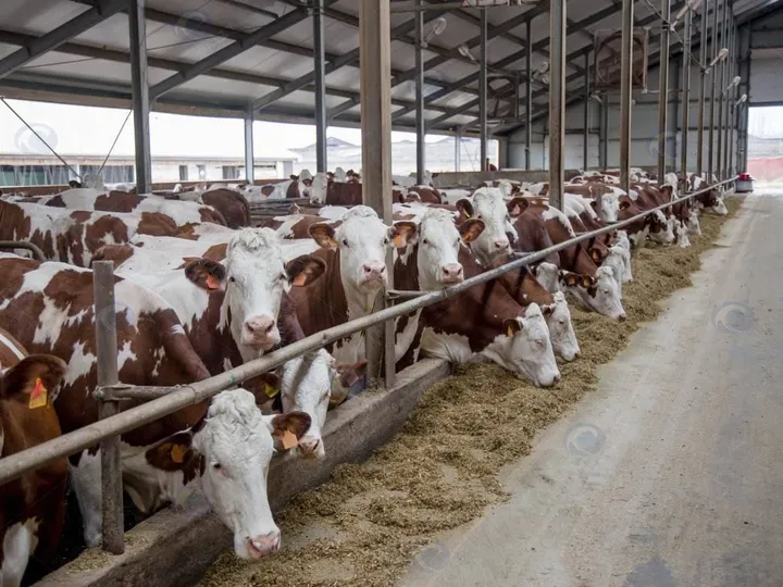 Vertical Tmr Feed Mixer For Sale In South Africa 2 Dairy Cows Feeding On Tmr